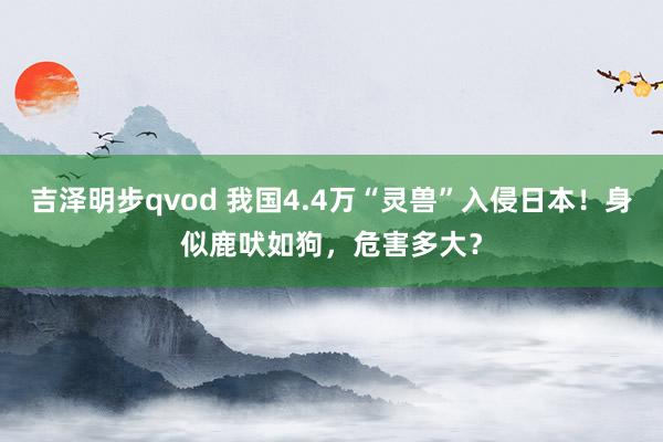 吉泽明步qvod 我国4.4万“灵兽”入侵日本!身似鹿吠如狗,危害多大?