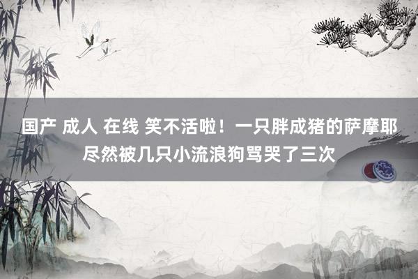 国产 成人 在线 笑不活啦!一只胖成猪的萨摩耶尽然被几只小流浪狗骂哭了三次