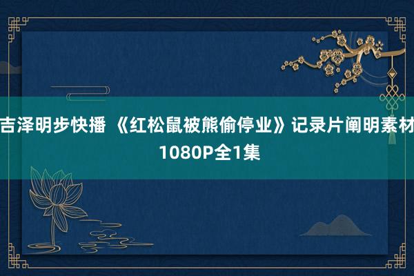 吉泽明步快播 《红松鼠被熊偷停业》记录片阐明素材 1080P全1集