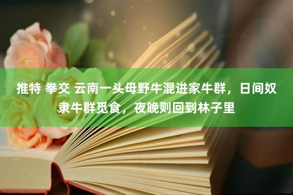 推特 拳交 云南一头母野牛混进家牛群,日间奴隶牛群觅食,夜晚则回到林子里